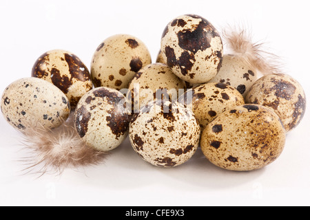Twelve Quails eggs with feathers on a white back ground Stock Photo