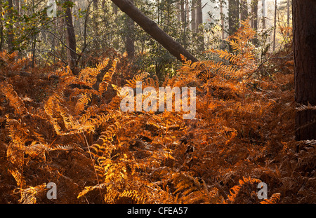 Bracken on the forest floor in sunlit autumnal colours Stock Photo