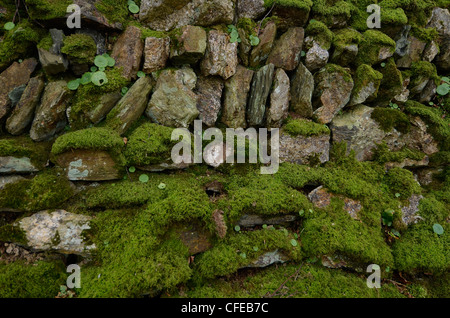 Moss covered stone field enclosure wall. Stock Photo