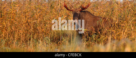 Panoramic photo of bull Moose (Alces alces) watching from reeds. Europe Stock Photo
