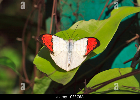 Great Orange Tip butterfly, Hebomoia glaucippe aturia Stock Photo