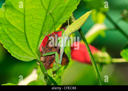 Chinese mantis (Tenodera sinensis) eating dead butterfly Stock Photo