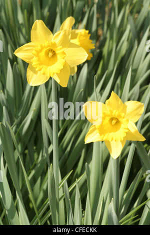 yellow Trumpet Daffodil close up Stock Photo