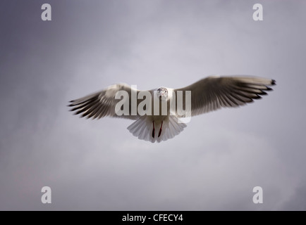 Black-headed Gull Stock Photo