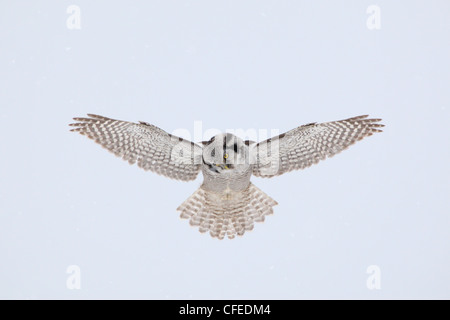 A Northern Hawk Owl hovering above its hunting spot. Stock Photo