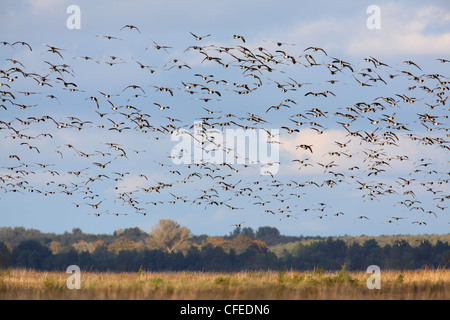 Flock of Barnacle Goose (Branta leucopsis) in flight. Europe Stock Photo