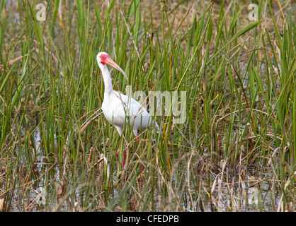 White Ibis (Eudocimus albus) in reeds searching for food. Stock Photo