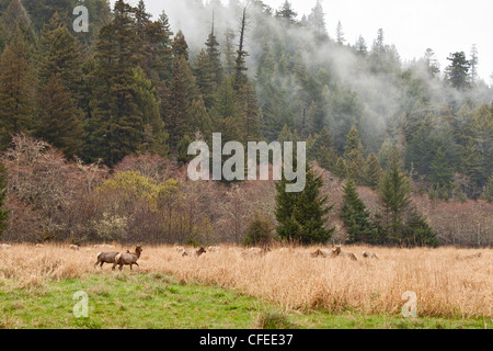 Herd of Roosevelt Elk, Cervus canadensis roosevelti, grazing in Elk Meadow in Prairie Creek Redwoods State Park. Stock Photo