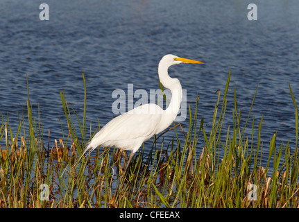 Great  White Egret (Ardea alba), searching for food. Stock Photo