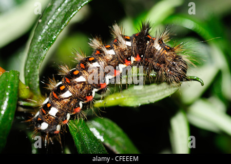 Knot Grass Moth Caterpillar (Acronicta rumicis)
