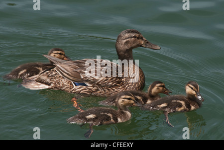 Mallard duck family (Anas platyrhynchos) female and ducklings on Lake Oroville in Northern California. Stock Photo