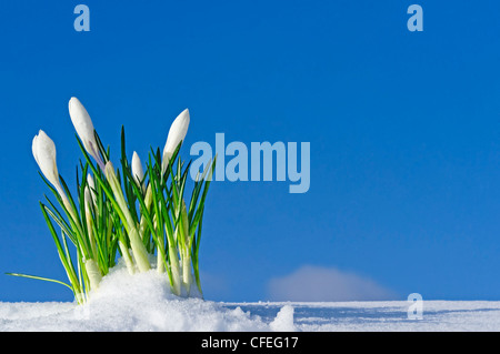 White crocuses emerging from under melting snow cover on the top of hill, early spring Stock Photo