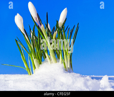White crocuses growing through snow blanket on the top of hill, early spring Stock Photo