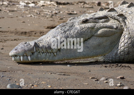 An American Crocodile suns itself and shows its teeth on a river bank in Costa Rica Stock Photo