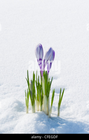 SIlver-lilac crocuses with lilac stripes emerging from under snow cover in the garden, early spring Stock Photo