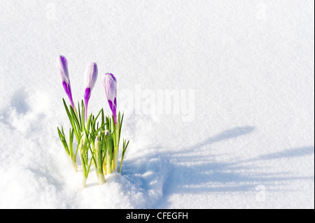 SIlver-lilac Pickwick crocuses emerging from under snow cover in the garden, early spring Stock Photo