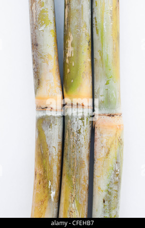 Sugarcane on white background Stock Photo