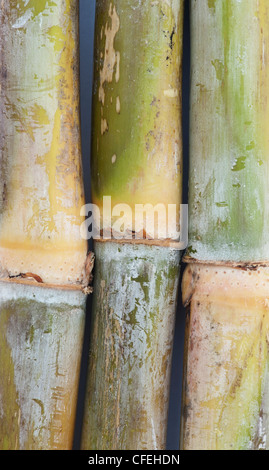 Sugarcane Stock Photo