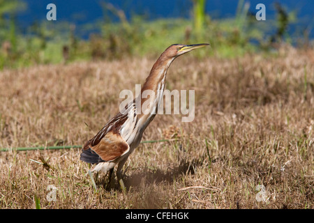 Little bittern, Ixobrychus minutus, Intaka Island wetland centre, Century City, Cape Town, South Africa Stock Photo