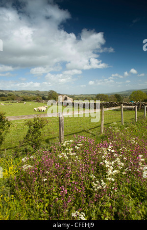 UK, England, Yorkshire, Wensleydale, Castle Bolton, wild flowers growing in verge beside field of sheep Stock Photo