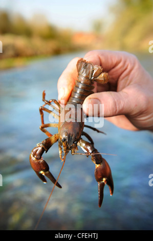 The invasive American Signal Crayfish caught by John Hounslow the river keeper on the Kennet at Stitchcombe, Wiltshire UK 2012 Stock Photo