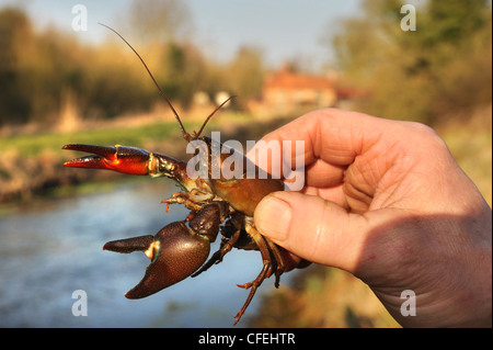 The invasive American Signal Crayfish caught by John Hounslow the river keeper on the Kennet at Stitchcombe, Wiltshire UK 2012 Stock Photo