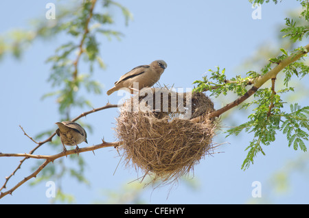 Grey capped Social Weaver(Pseudonegrita arnaudi) pair at nest,Masai Mara Kenya Stock Photo