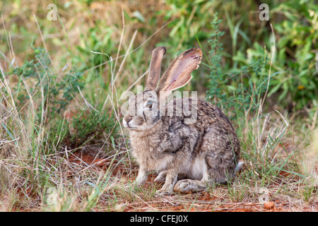 Cape hare, Lepus capensis, Kgalagadi Transfrontier national park, South Africa Stock Photo