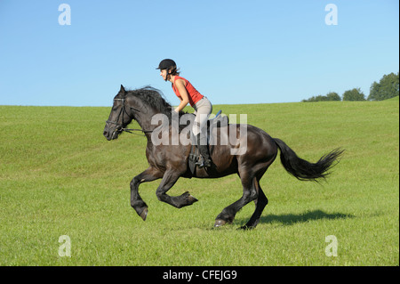 riding on the friesian horse in summer Stock Photo - Alamy