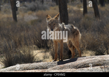 Coyote hunting in desert Joshua Tree National park California Stock Photo