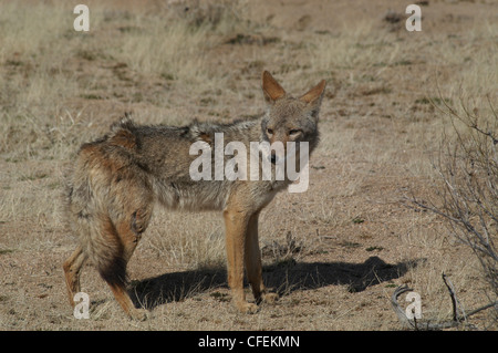 Coyote hunting in desert Joshua Tree National park California Stock Photo