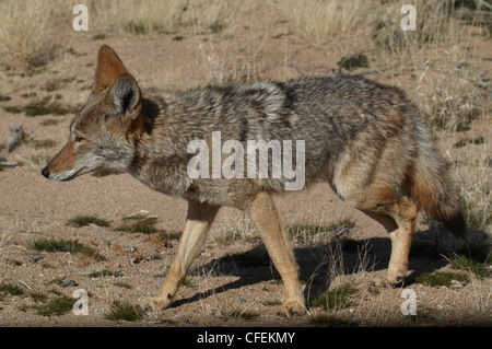 Coyote hunting in desert Joshua Tree National park California Stock Photo