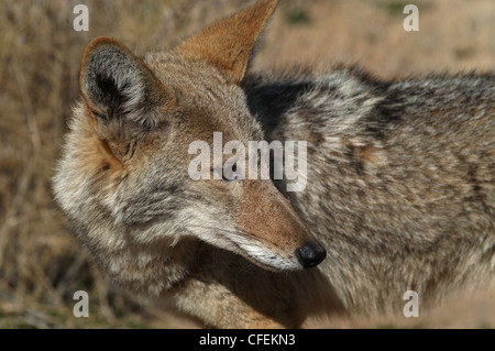 Coyote hunting in desert Joshua Tree National park California Stock Photo