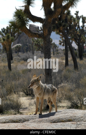 Coyote hunting in desert Joshua Tree National park California Stock Photo