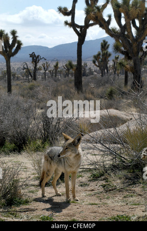 Coyote hunting in desert Joshua Tree National park California Stock Photo