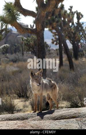 Coyote hunting in desert Joshua Tree National park California Stock Photo