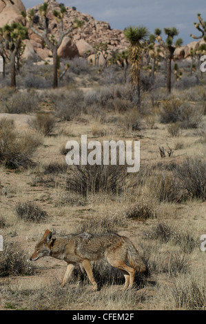 Coyote hunting in desert Joshua Tree National park California Stock Photo