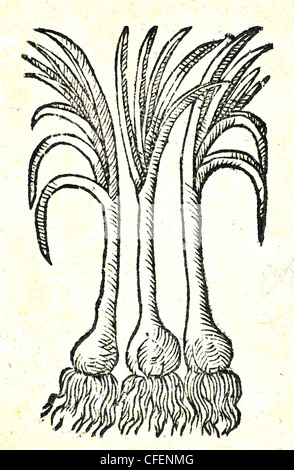 18th century old botanical illustration woodcut of ?Sand Leek / Allium scorodoprasum  Allium, Bauhin / Scorodoprasum Stock Photo