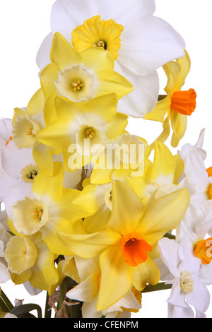 Close-up of brightly colored daffodils against a white background Stock Photo