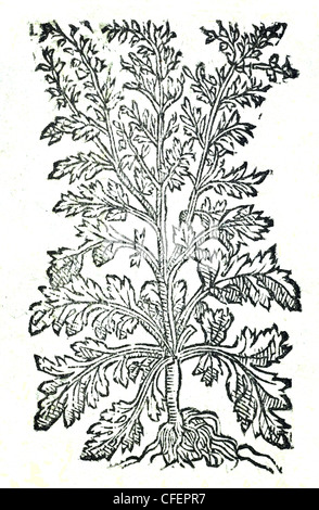 18th century old botanical illustration woodcut of Mugwort / Artemisia vulgaris  Artemisia vulgaris major, Bauhin. / Armoise Stock Photo