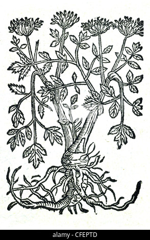18th century old botanical illustration woodcut of Wild Angelica / Angelica sylvestris  Angelica sylvestris major, Bauhin. Stock Photo