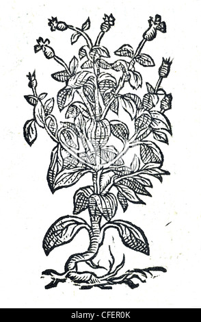 18th century old botanical woodcut of Wild Basil  Lychnis sylv. alba simplex, Bauhin. / Ocymastrum seu Ocymoides, Matt. et al. / Fr. Basilic sauvage Stock Photo