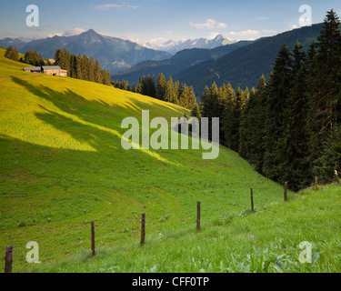 View across an alpine meadow with view towards the Zillertaler Alps, Hohenstrasse, Tyrol, Austria Stock Photo