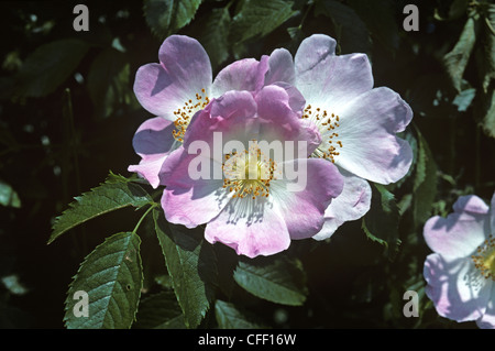 Dog rose (Rosa canina) in flower in an English hedgerow Stock Photo