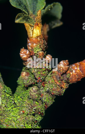 Fruit-tree red spider mite (Panonychus ulmi) eggs overwintering on apple bark Stock Photo