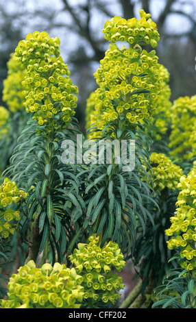 Euphorbia characias 'Wulfenii' flowering ornamental Stock Photo