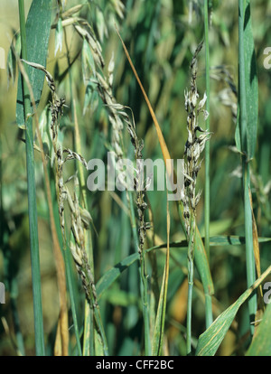 Semiloose Smut Ustilago Avenae On Oats Ears Stock Photo - Alamy