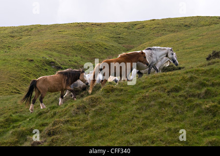 A drove of Welsh mountain ponies on the Gospel Pass in the Black Mountains, Brecon Beacons National Park,Wales, Britain Stock Photo