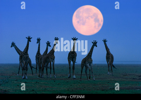 Massai giraffes at full moon, Serengeti, Tanzania, East Africa, Africa Stock Photo