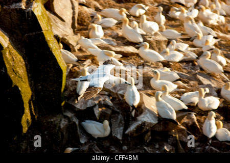 Northern Gannet (Morus bassanus), in flight off Cape St. Mary's Ecological Reserve, Newfoundland, Canada Stock Photo